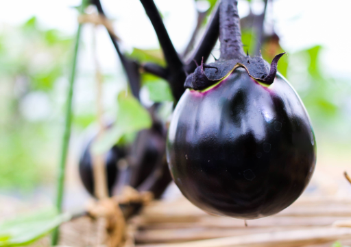 【大阪・関西万博】幻の伝統野菜「鳥飼なす」を食べよう！
